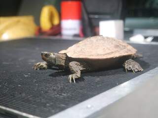 Wegenwacht redt schildpad uit auto