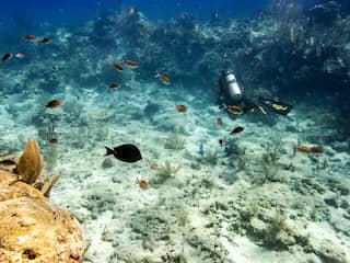 Temperatuur oceaanwater bij Florida zo warm als jacuzzi: koraalriffen verbleken