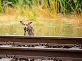 Miljoenen insecten en andere dieren gedood in Limburgse overstromingen