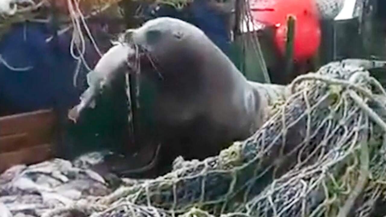 Beeld uit video: Zeeleeuw probeert vis te stelen van Russische vissersboot