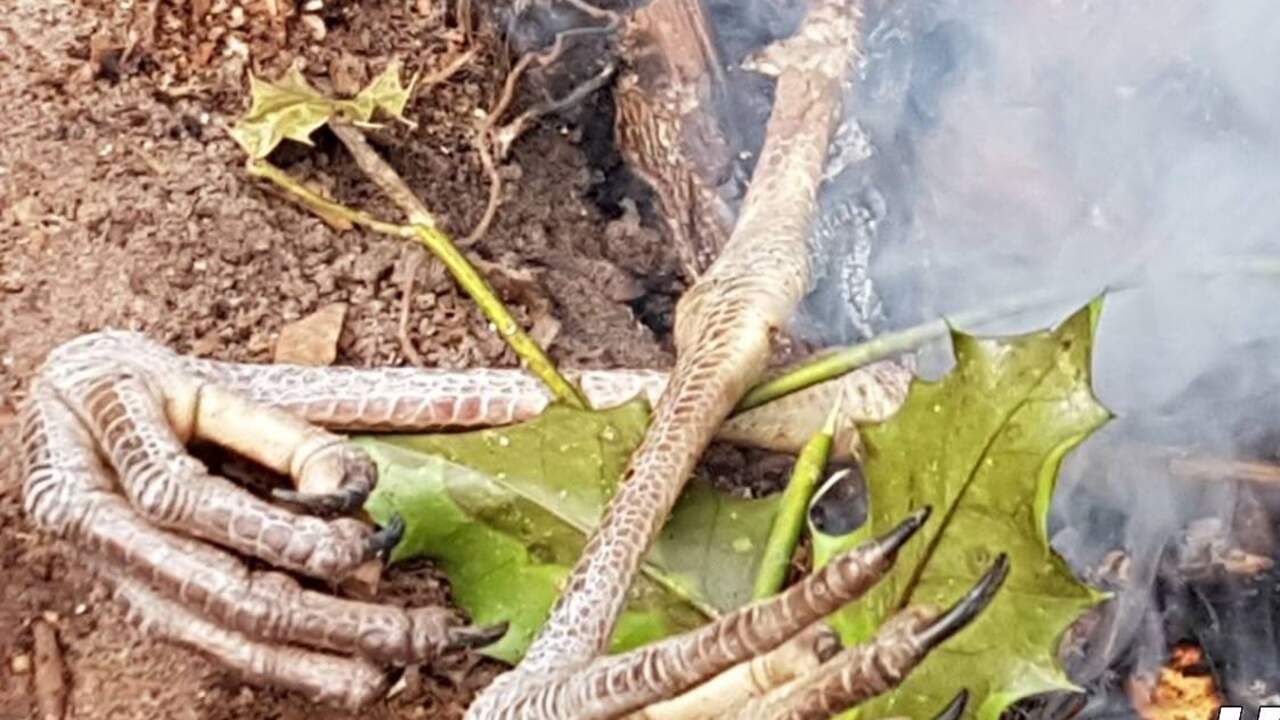 Dakloze man opgepakt in Den Haag om stoken vuur en opeten blauwe reiger
