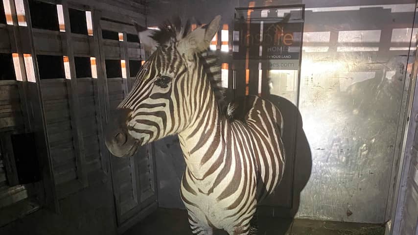 Ontsnapte zebra weer gevangen na zes dagen rondzwerven in Washington
