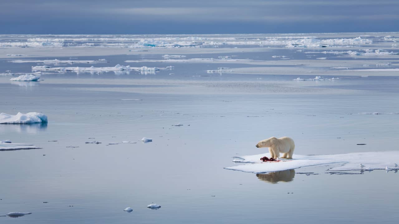 Puncak iklim pertama untuk wilayah kutub akibat mencairnya gletser dan es di kutub  iklim