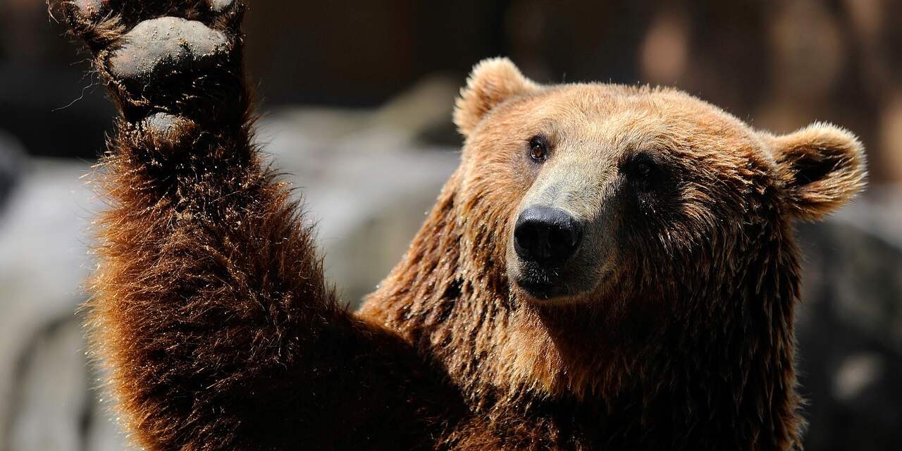 Grizzlybeer weer beschermde diersoort in nationaal park VS