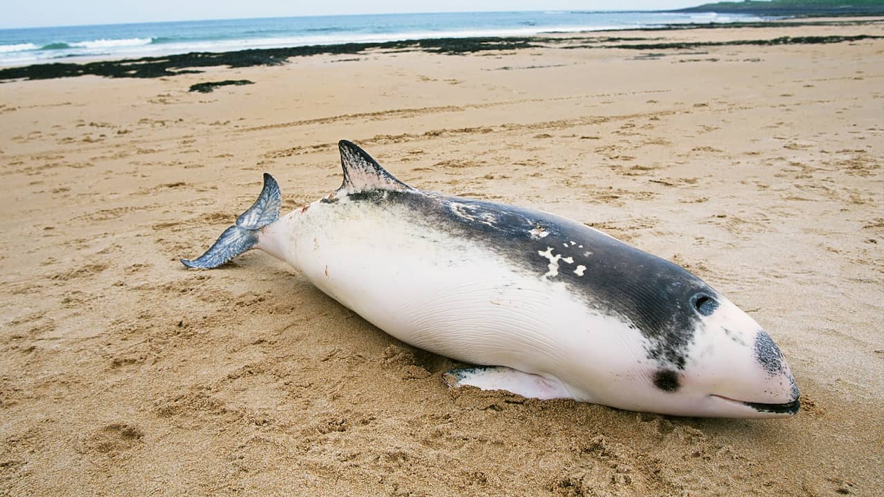 Porpoises likely to be sick, deaf, or dead from Nord Stream explosions |  the animals