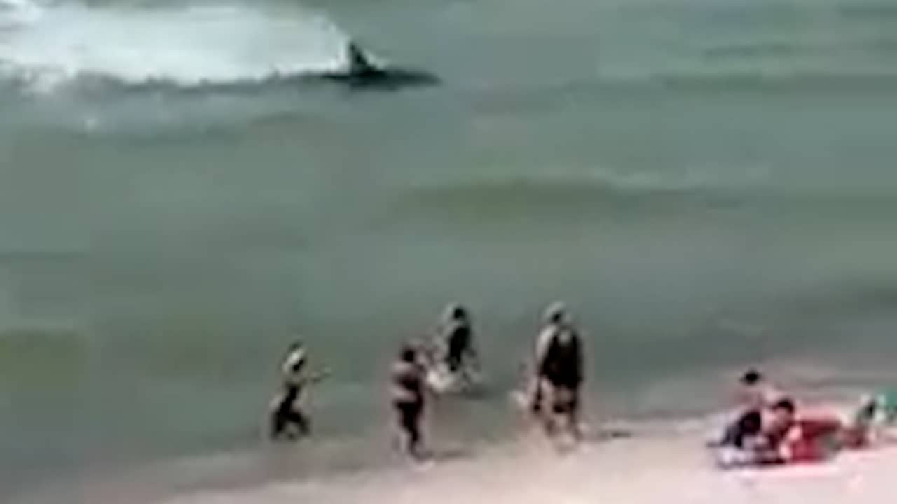Beeld uit video: Haai jaagt op enkele meters van badgasten op roggen in Alabama