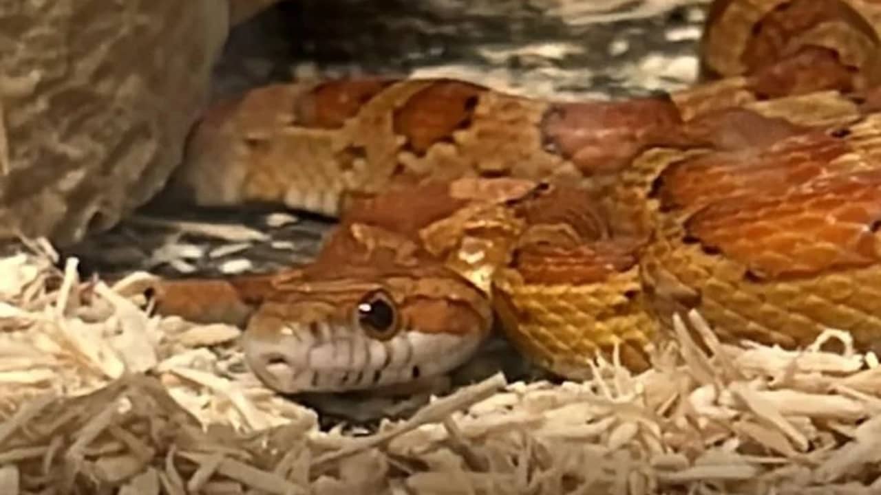 Family in Maastricht startled by strangulation snake hiding behind TV |  Remarkable