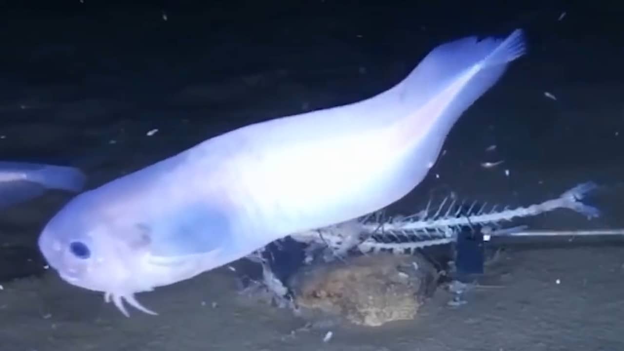 Beeld uit video: Drie nieuwe vissoorten ontdekt op bodem Stille Oceaan