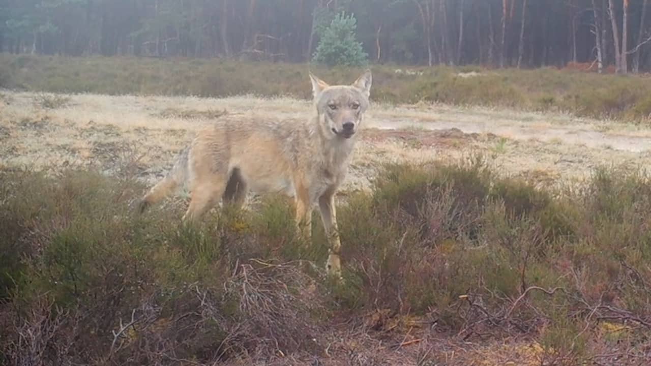 Beeld uit video: Unieke beelden van jagende wolvin op de Veluwe