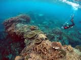 Enorm 'vlot' vulkanisch gesteente kan wellicht Great Barrier Reef redden