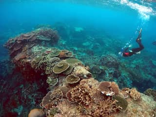 Ergste verbleking ooit in Great Barrier Reef na warmterecord in februari