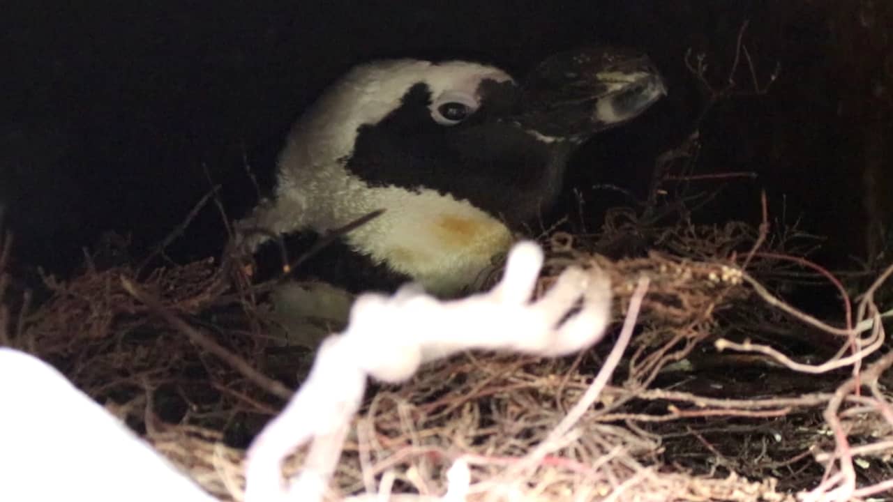 Beeld uit video: Homoseksueel pinguïnkoppel kaapt eieren van lesbisch stel