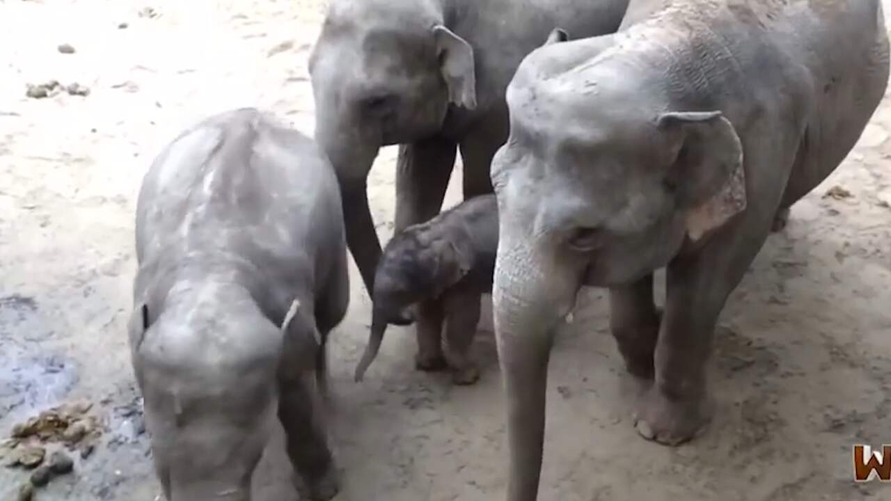 wat weegt een pasgeboren olifant wat weegt een pasgeboren olifant