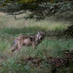 Jacht op andere wilde dieren op Veluwe mag doorgaan ondanks komst van wolf