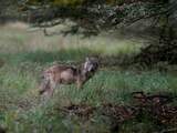 Jacht op andere wilde dieren op Veluwe mag doorgaan ondanks komst van wolf
