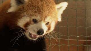 Zeldzame rode panda geboren in Atheense dierentuin