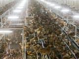 90.000 kippen afgemaakt na vaststelling vogelgriep in Lunteren