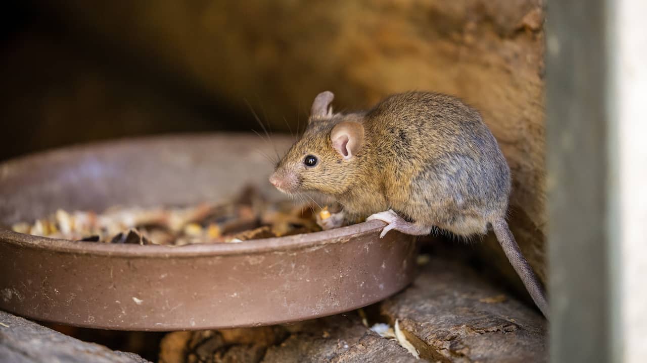 British Nature Photographer Discovers Mouse Cleaning Up Shed at Night