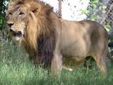 Schutter beroemdste leeuw van Zimbabwe ondergedoken