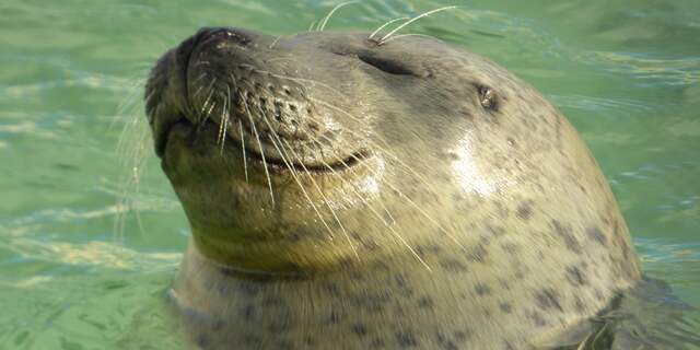 NUfoto 2015: Dieren