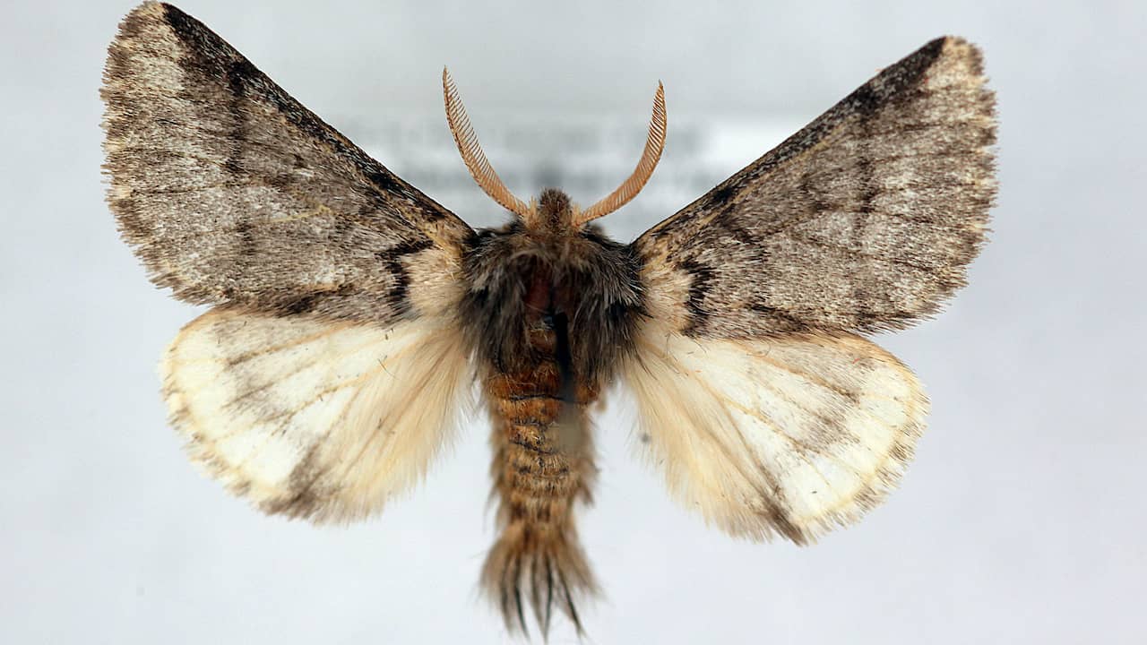 Numbers of Oak Procession Butterflies Declined Dramatically to Pre-2013 Levels |  Animals