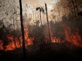 Bolsonaro stuurt leger naar Amazone om bosbranden te bestrijden