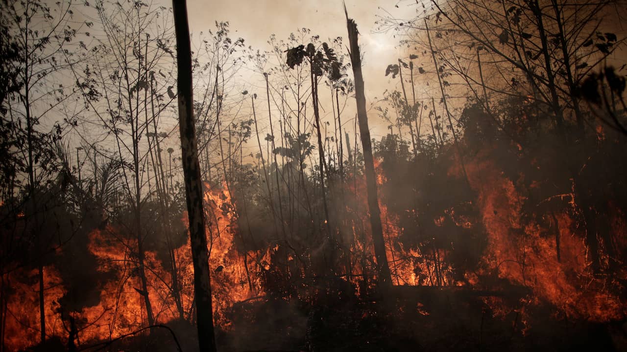 Brazilian president does not keep promise and cuts a quarter on climate |  NOW