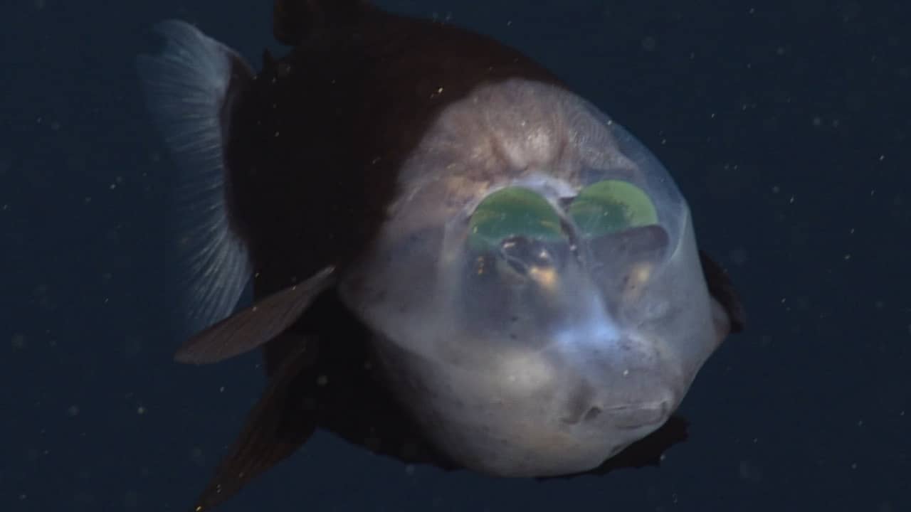 Beeld uit video: Onderzoekers filmen zeldzame diepzeevis met doorzichtige kop