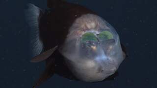 Onderzoekers filmen zeldzame diepzeevis met doorzichtige kop