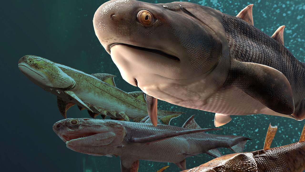 Les dents les plus anciennes jamais trouvées chez des poissons qui ont nagé il y a plus de 420 millions d’années |  La science