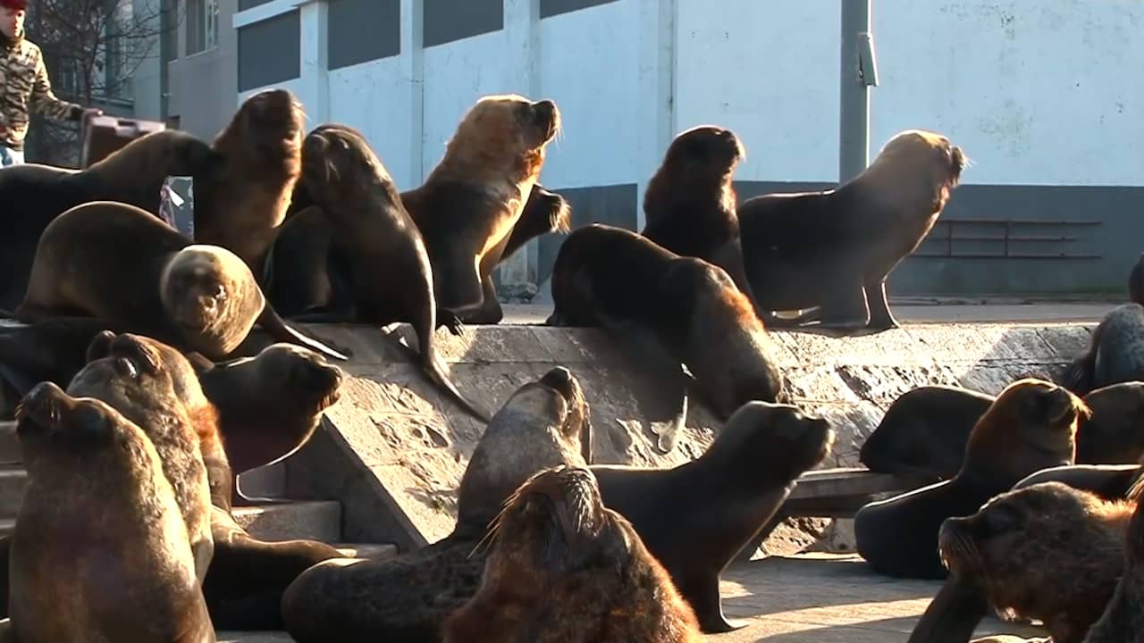 Beeld uit video: Tientallen zeeleeuwen nemen Argentijnse kustplaats over