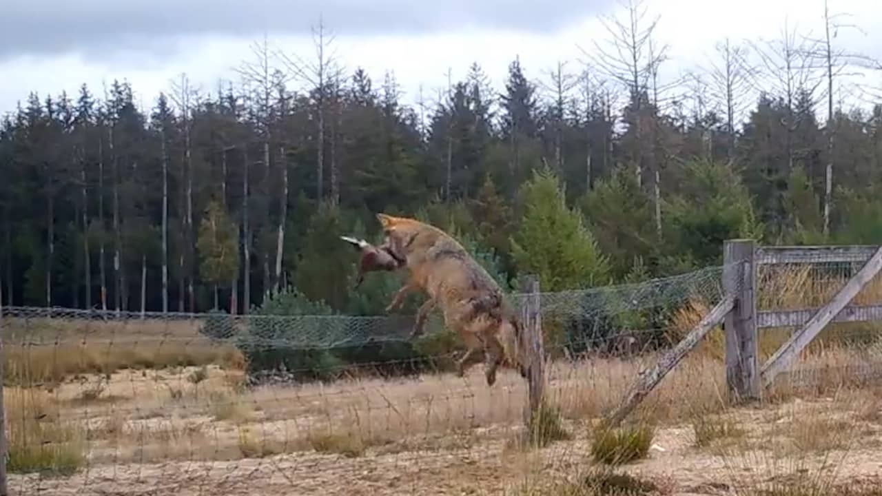 videostill