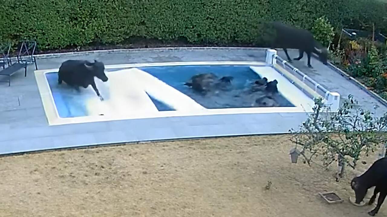 Beeld uit video: Ontsnapte waterbuffels vernielen zwembad in Engeland