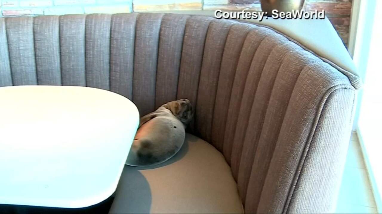 Hongerige zeeleeuwpup gevonden in restaurant San Diego