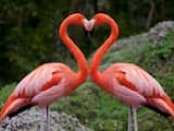Goed nieuws: Reisadviezen versoepeld | Succesvol broedseizoen flamingo's