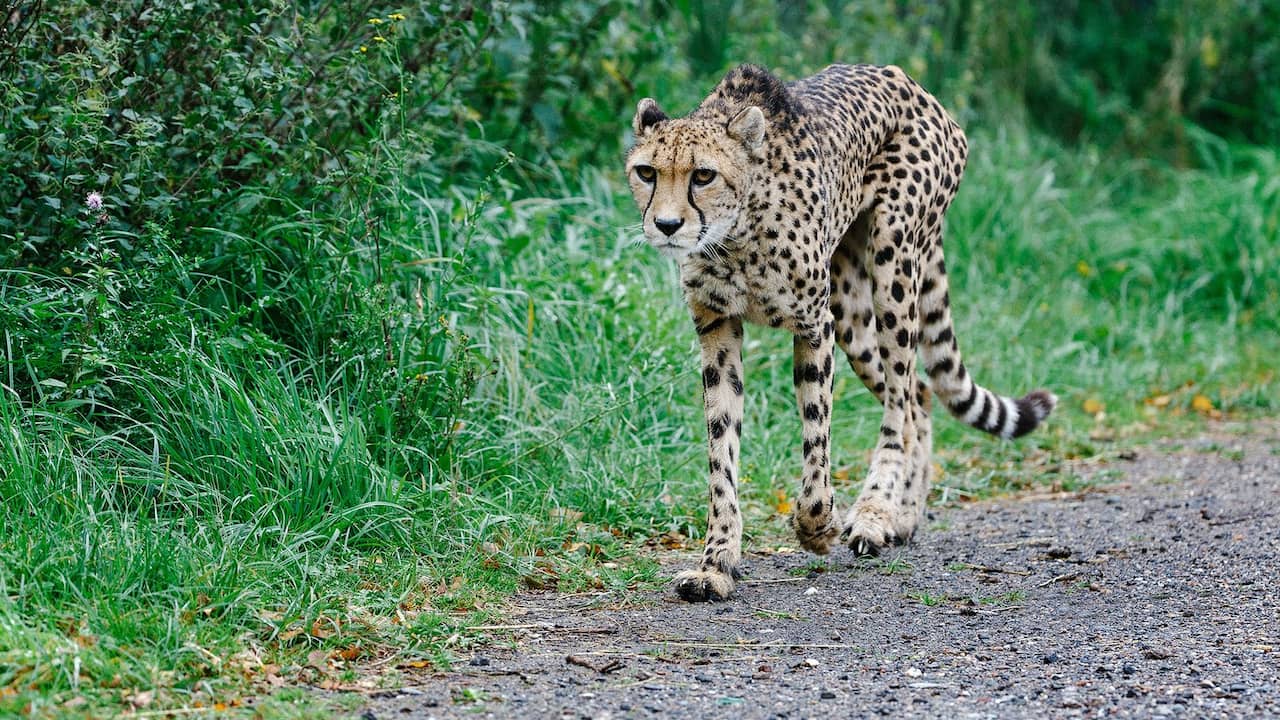 Deutscher Junge (17) im Safaripark Beekse Bergen von einem Geparden gebissen |  JETZT