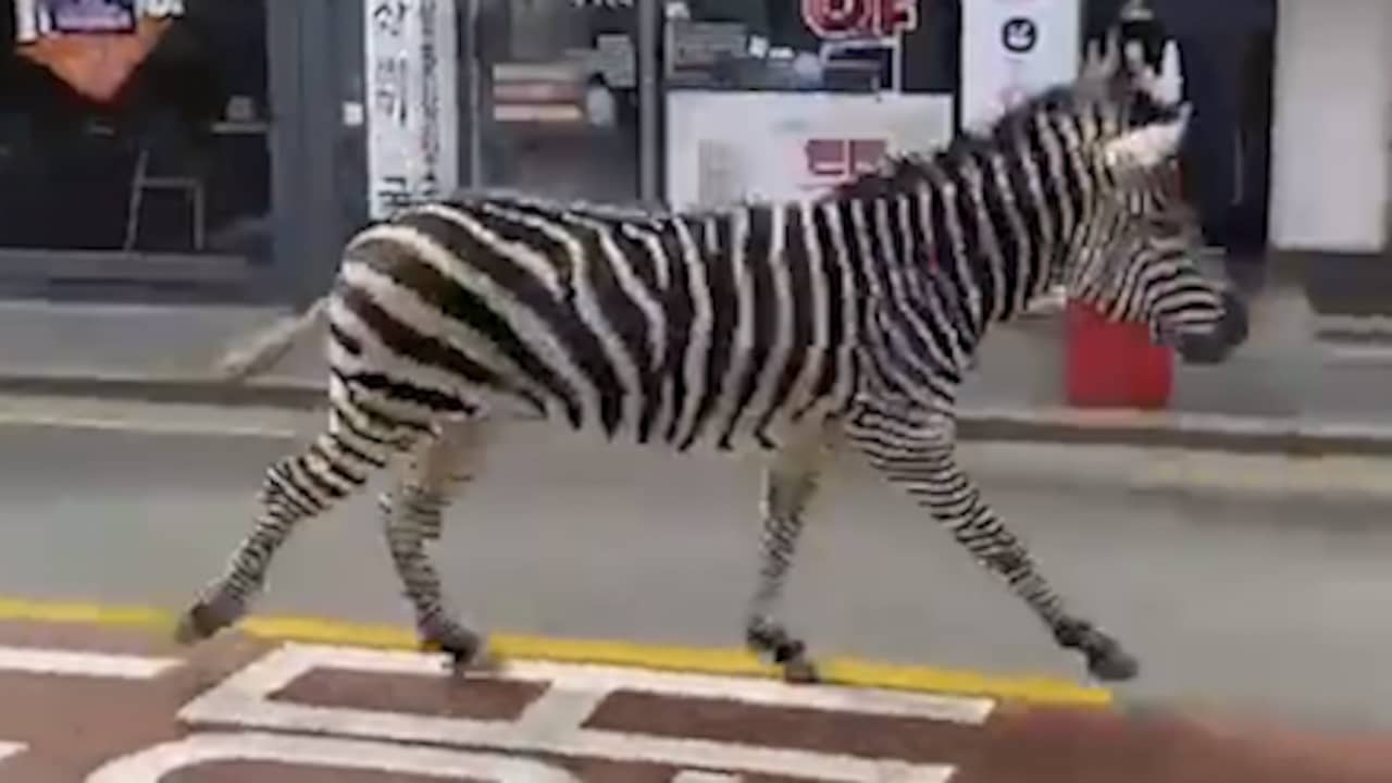 Beeld uit video: Ontsnapte zebra draaft door straten van Seoel