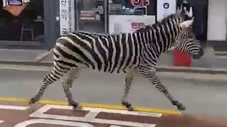 Ontsnapte zebra draaft door straten van Seoel