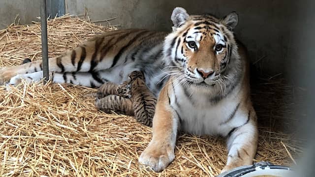 Drie zeer zeldzame Siberische tijgers geboren in Safaripark Beekse Bergen