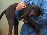 NVWA neemt verwaarloosde honden van fokkerij in Eersel in beslag