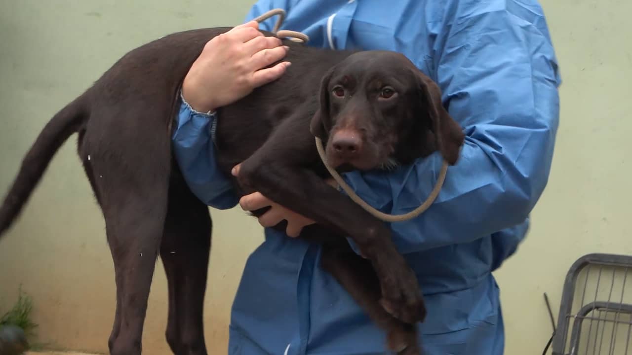 Beeld uit video: NVWA neemt verwaarloosde honden van fokkerij in Eersel in beslag