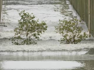TU Delft test mangroven in krachtigste golfgoot ter wereld