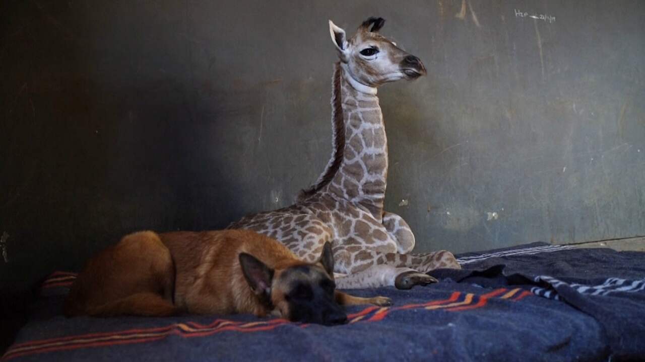 Achtergelaten babygiraffe wordt verzorgd door een hond