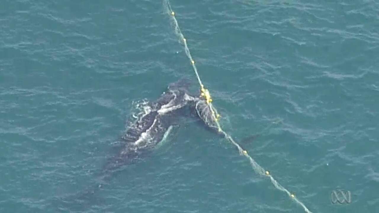 Beeld uit video: Walvis 'bewaakt' jong terwijl kustwacht dier bevrijdt