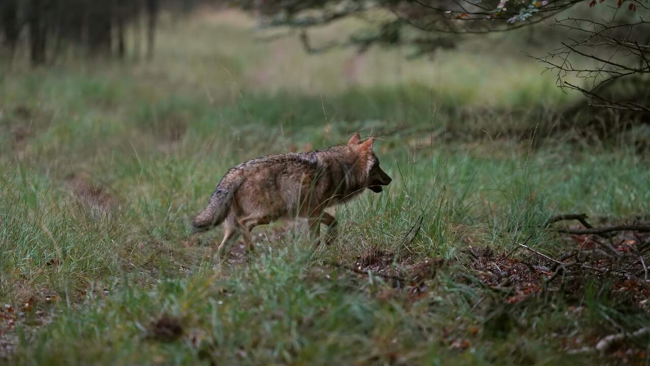 Faunabescherming stelt 5.000 euro beschikbaar voor tip over doodgeschoten wolf