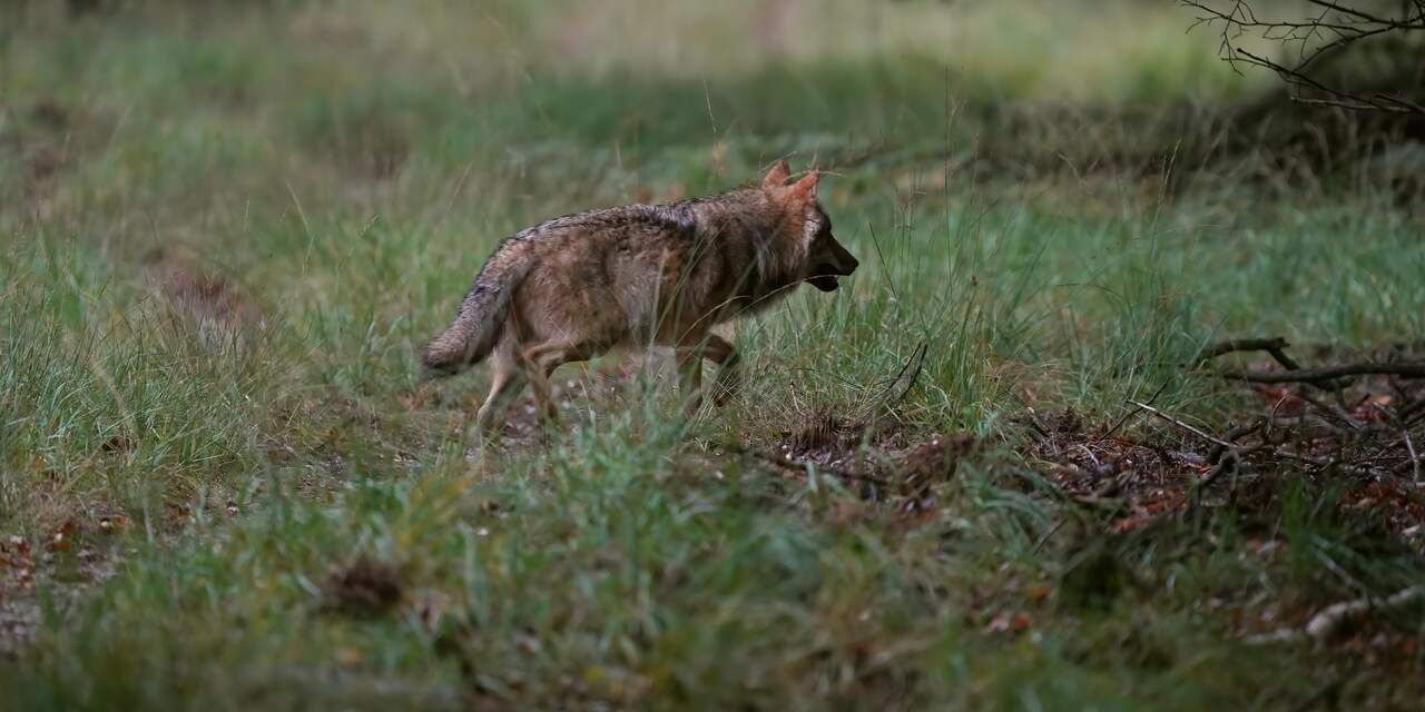 Beloning van 5.000 euro beschikbaar voor tip over doodgeschoten wolf