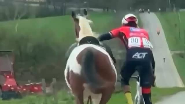Wielrenner grijpt losgebroken paard bij teugels in Belgische koers