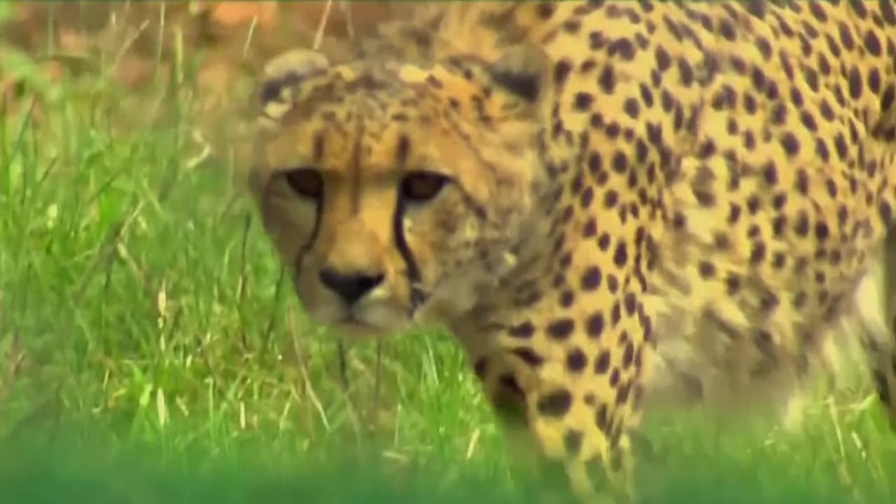 Beeld uit video: Wilde cheeta's zetten na zeventig jaar weer voet op Indiase bodem