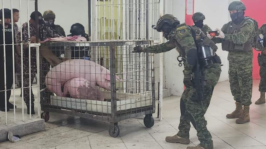 Militairen vinden varkens en vechthanen in zwaarbewaakte gevangenis Ecuador