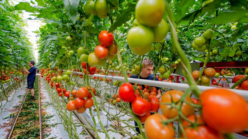 Tomaten